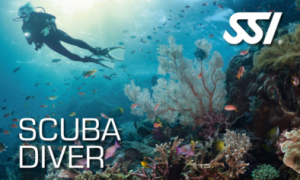 Scuba Diver (Iniciació)